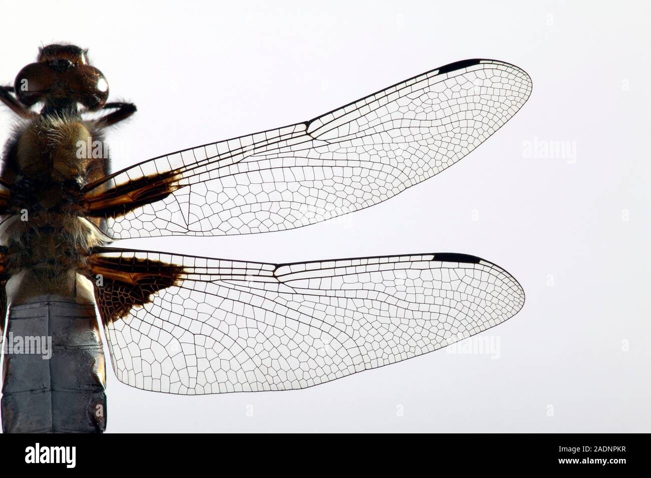 Dragonfly wings. Transparent forewing and hindwing of a dragonfly. The lines on the wings are veins, which as well as carrying blood, give the wings s Stock Photo