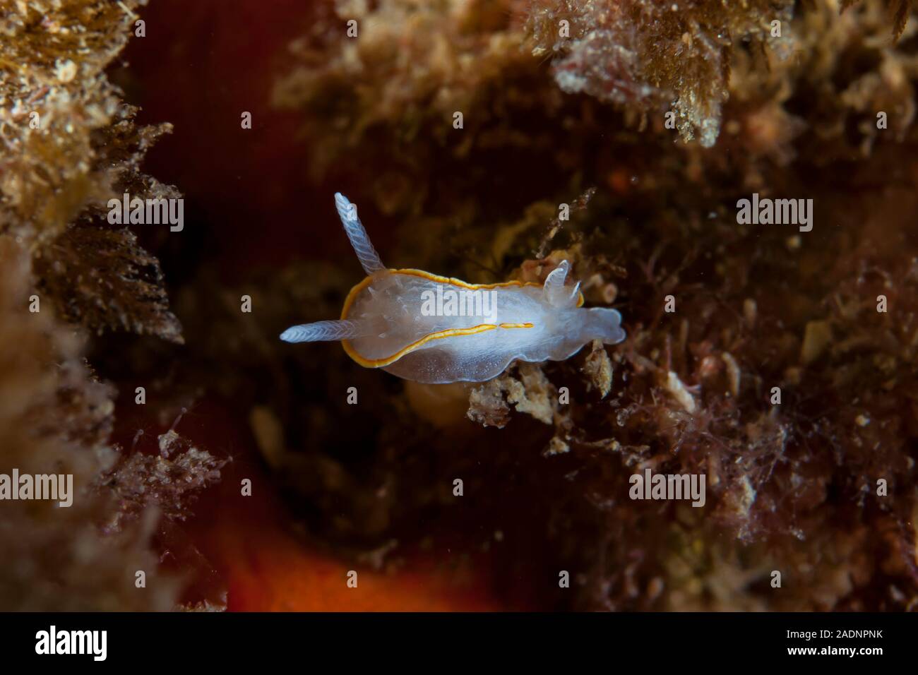 Diaphorodoris papillata Stock Photo