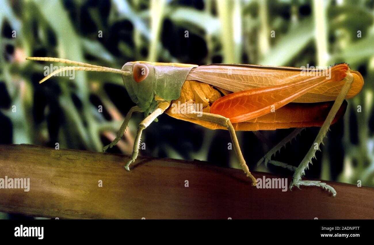 Meadow grasshopper. Coloured scanning electron micrograph (SEM) of a ... Biology Diagrams