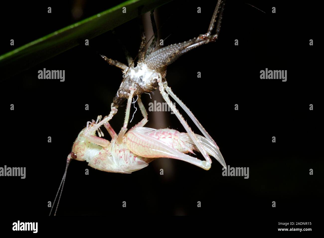 Bush cricket shedding skin (family Tettigoniidae). This bush cricket