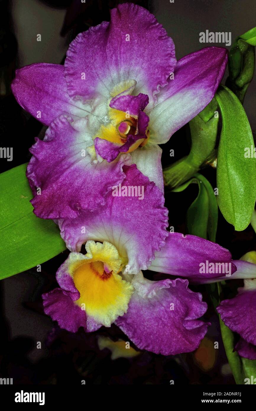 Orchid or Orchidaceous.  Closeup of two flowers with purple to white petals and a yellow centre. Stock Photo