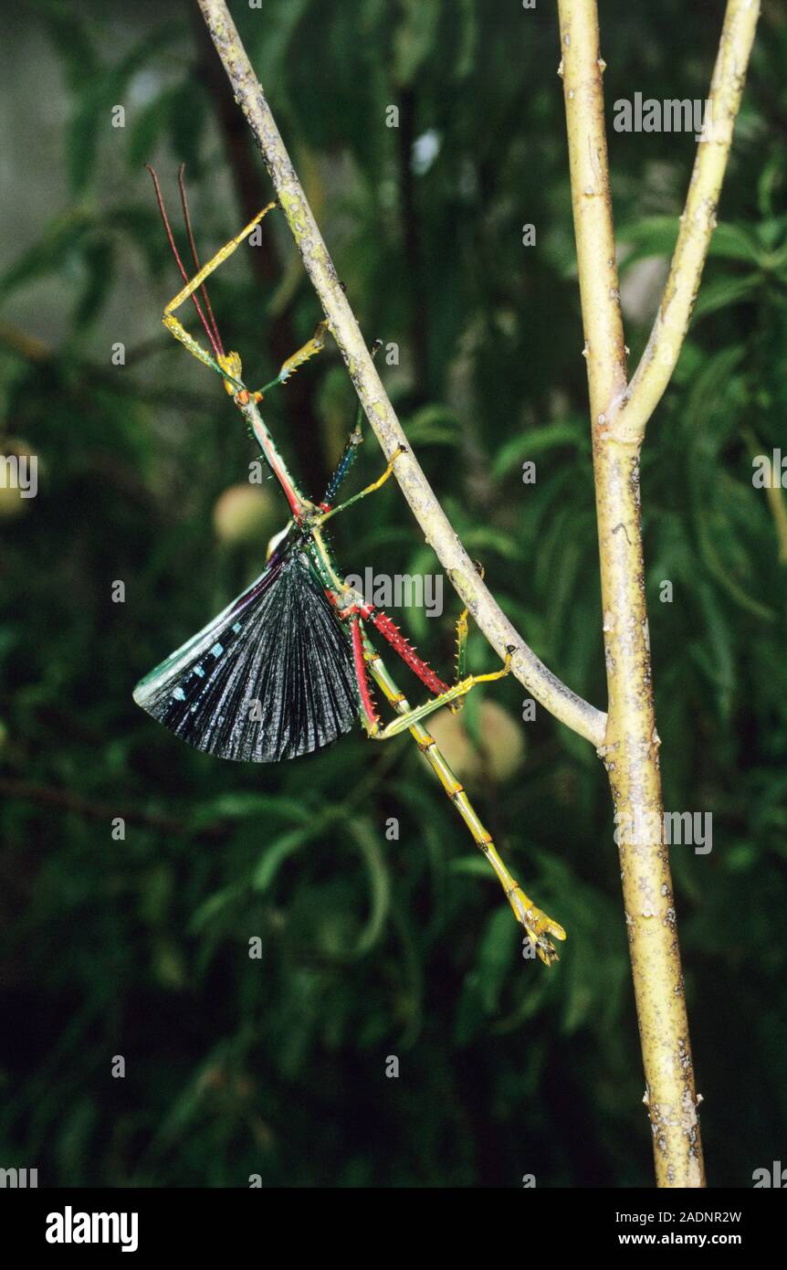 Male stick insect (Achrioptera punctipes) on a branch. This stick ...