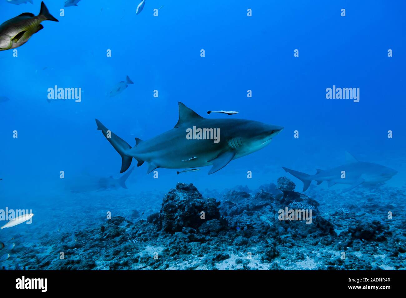 Bull Shark Carcharinus leucas Stock Photo