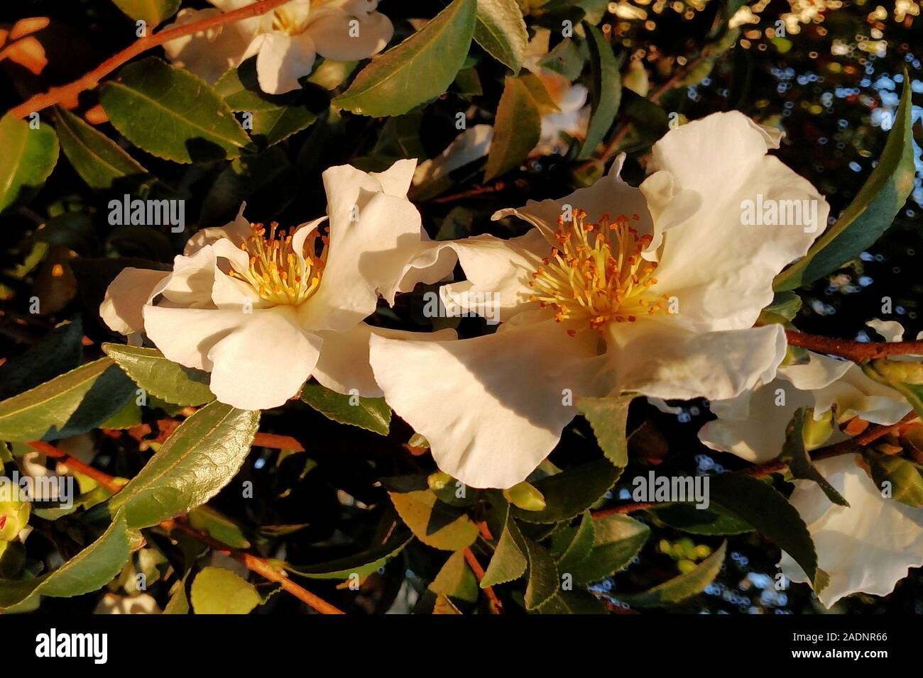Camellia Sasanqua Stock Photos Camellia Sasanqua Stock Images