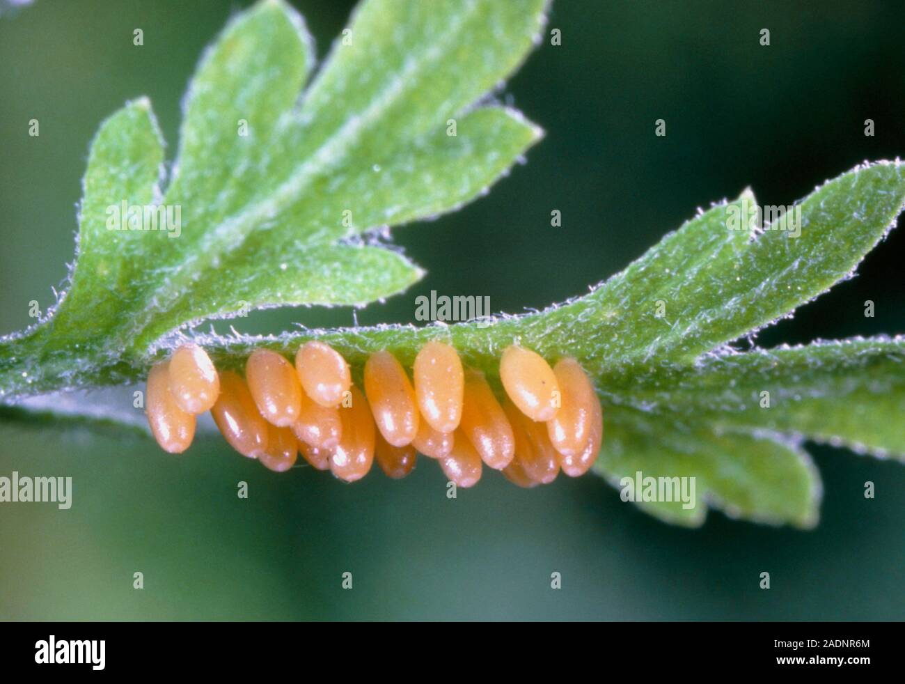 A cluster of eggs of the sevenspotted" ladybird Coccinella