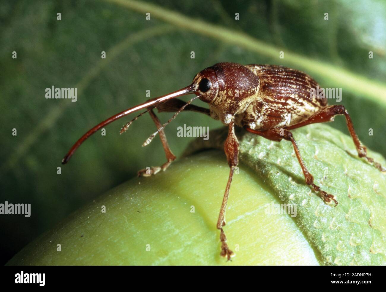Acorn Weevil Macrophotograph Of The Acorn Weevil Balanius Rectus On 