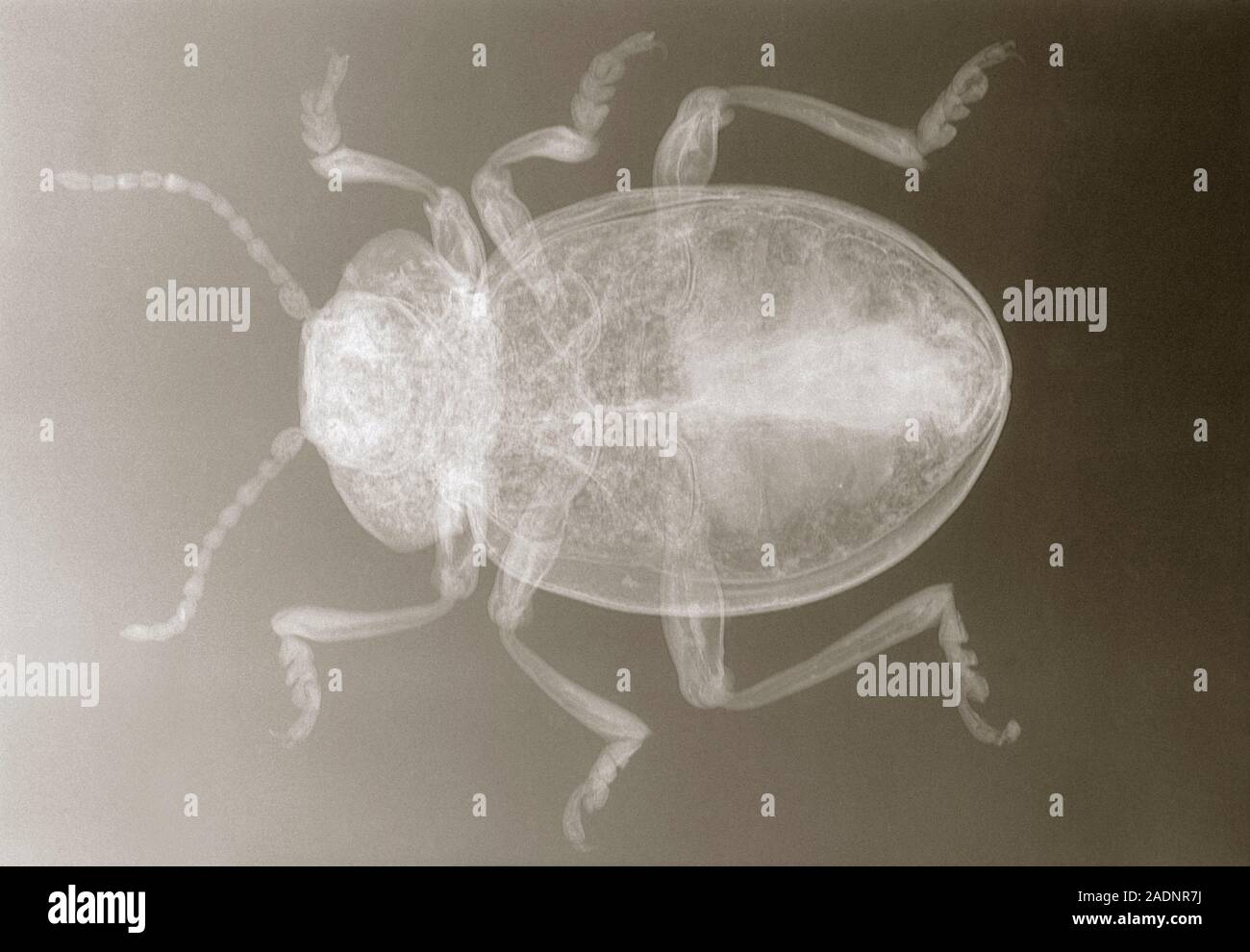 Bloody-nosed beetle. X-ray of the Bloody-nosed beetle Timarcha ...