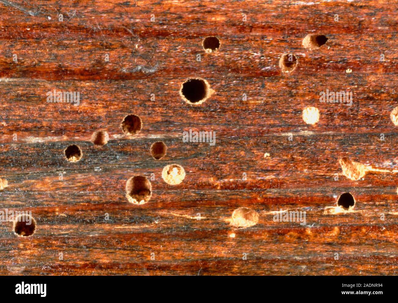 Woodworm tunnels. Macrophotograph of woodworm tunnels in timber. The