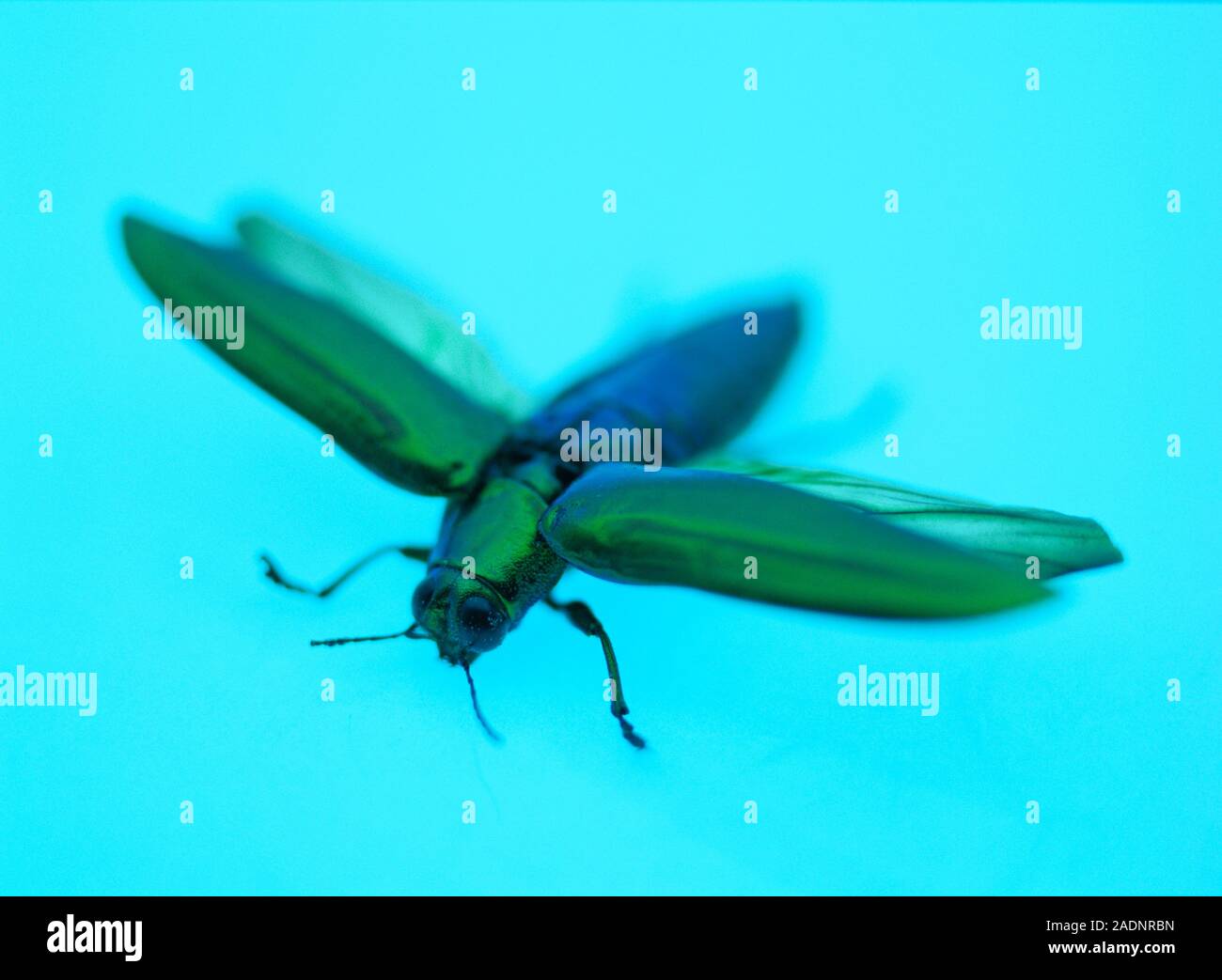 Jewel beetle (Chrysochroa rajah Stock Photo Alamy