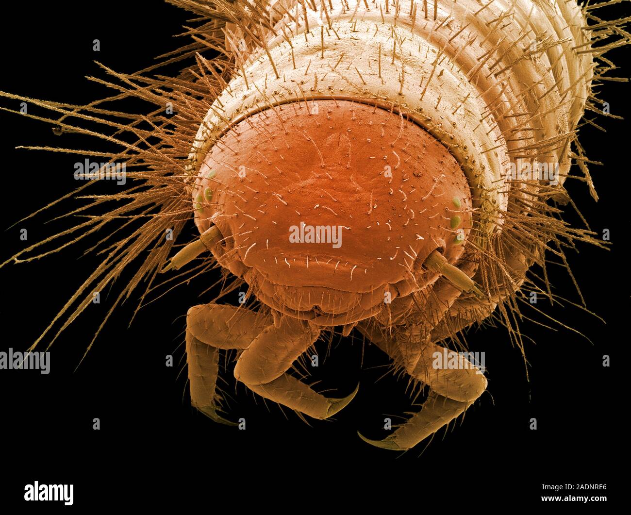 Carpet beetle larva. Coloured scanning electron micrograph (SEM) of a