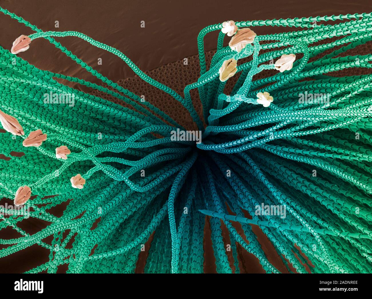 Carpet beetle hair. Coloured scanning electron micrograph (SEM) of the spearheaded hair