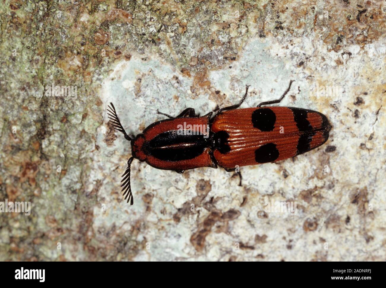 Click beetle (family Elatride) from Madagascar. Click beetles possess a mechanism which allows