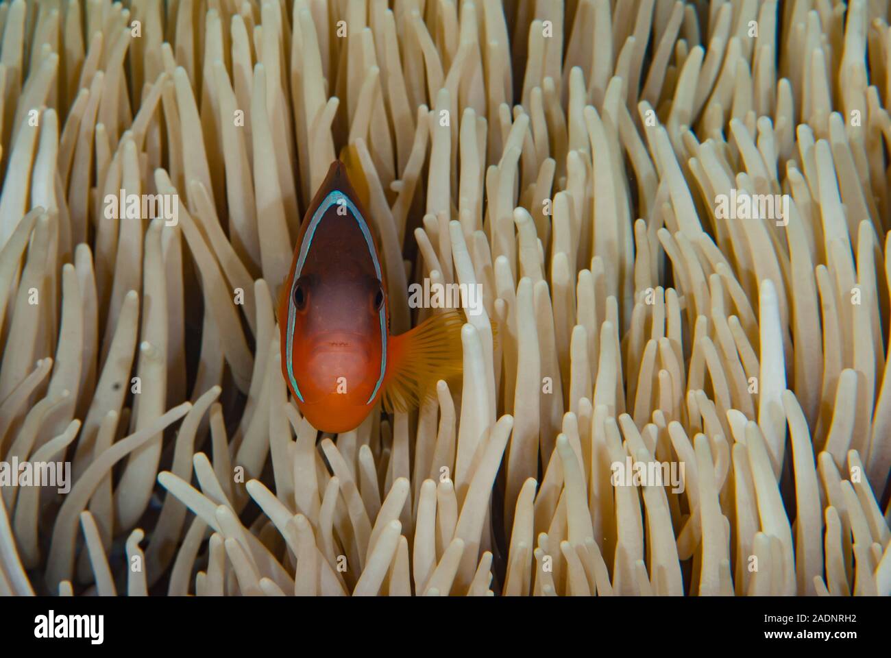 Red&Black Anemonefish Amphiprion melanopus Stock Photo