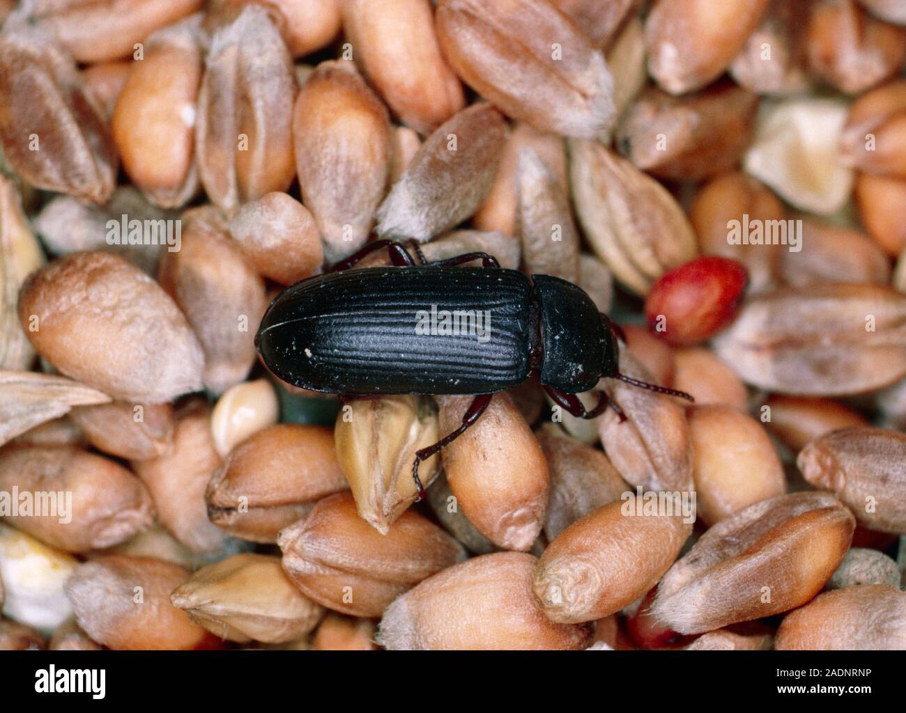 Mealworm beetle (Tenebrio molitor) amongst seeds. The larva of this beetle is known as the