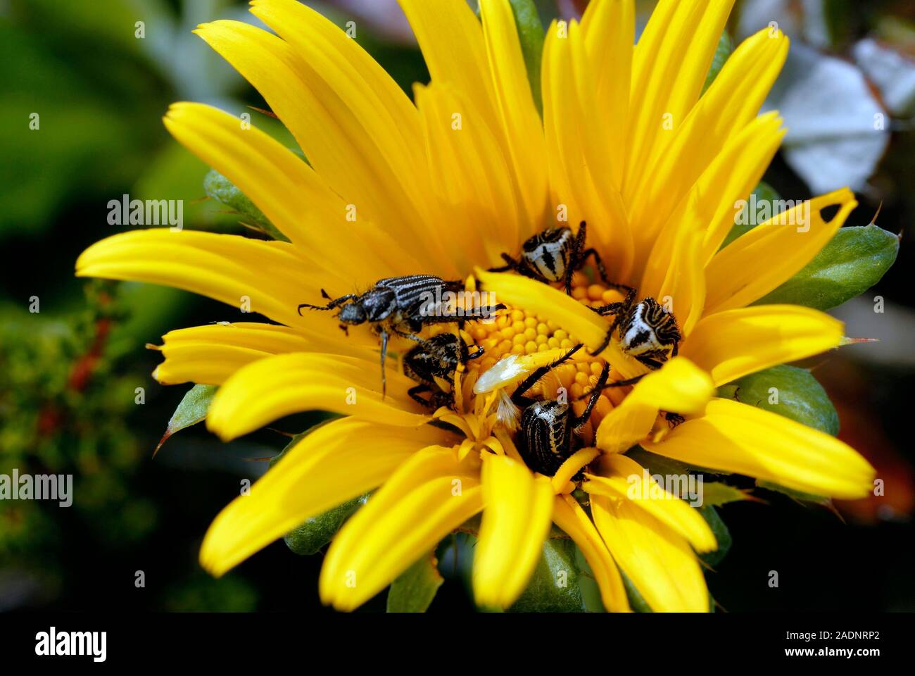 Monkey beetles on a daisy flower. Monkey beetles (family Scarabaeidae