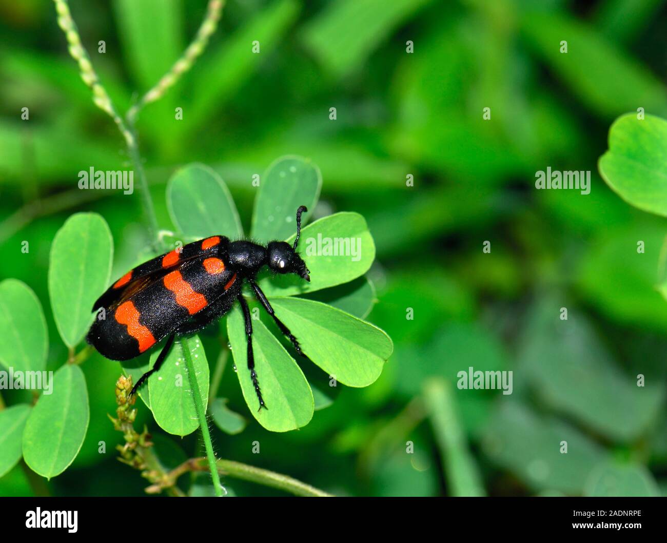 Blister beetle (Mylabris pustulata) on a plant. The black and red