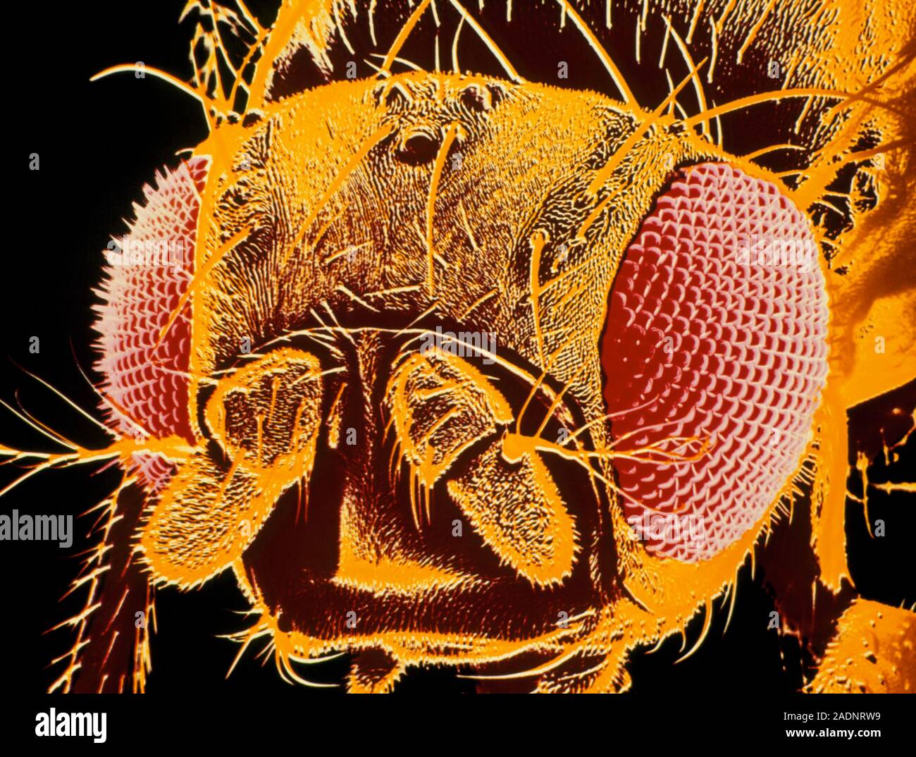 Falsecolour scanning electron micrograph (SEM) of the fruit fly Drosophila melanogaster. The