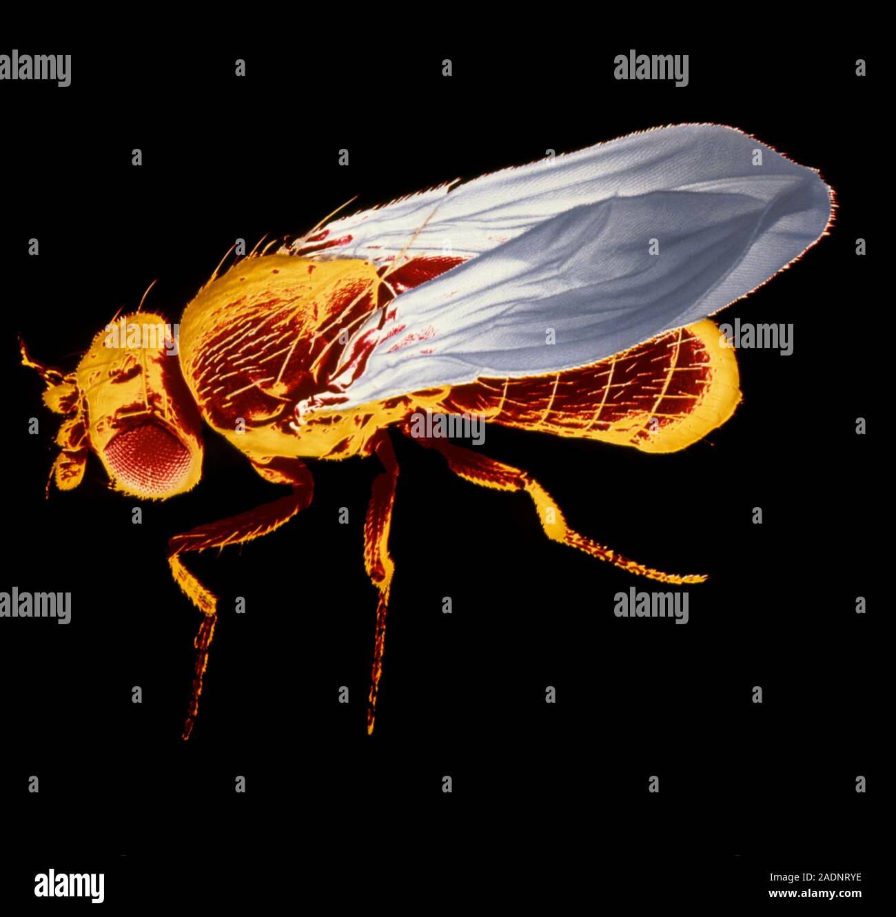 False-colour scanning electron micrograph of the fruit fly Drosophila ...