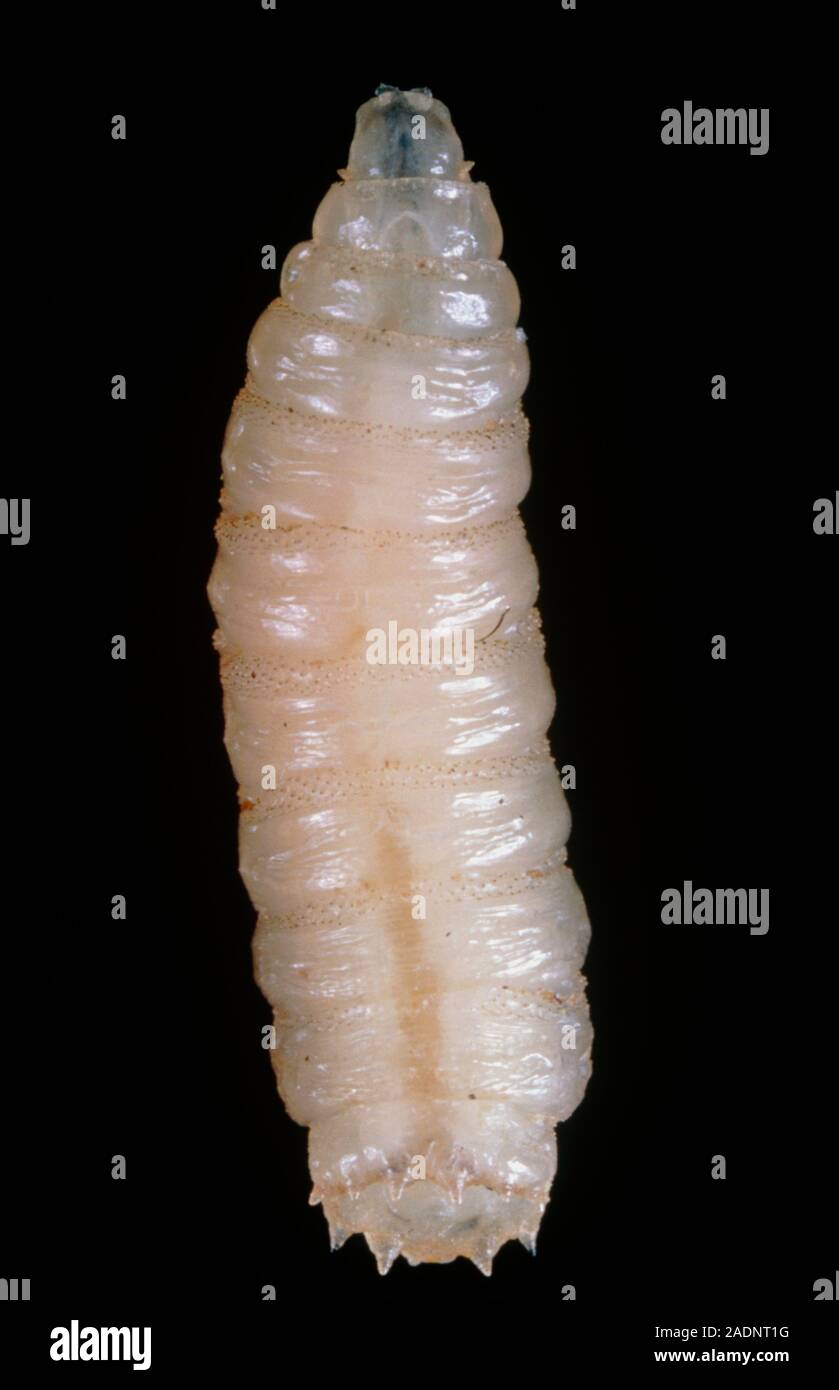 Maggot. Macrophotograph of a maggot of the blowfly or bluebottle fly ...