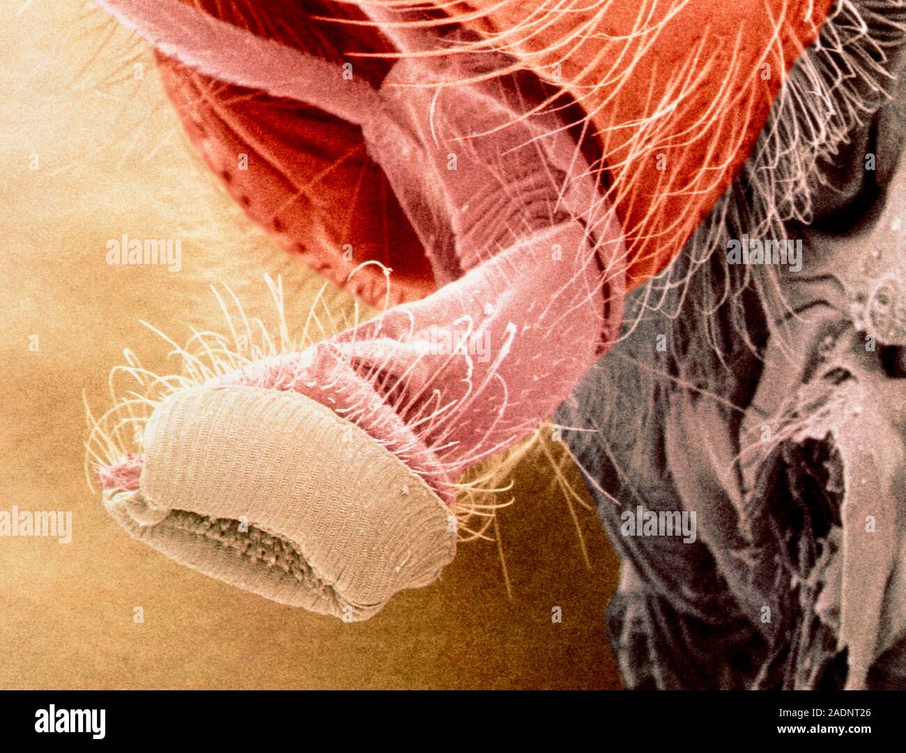 Fly Proboscus Proboscis of flesh fly. Coloured scanning electron micrograph of the ...