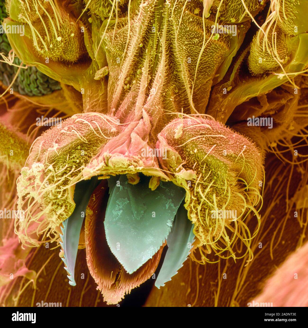 Мошка гнус под микроскопом