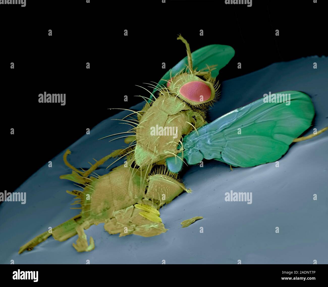 Dead fly. Coloured scanning electron micrograph (SEM) of an ...