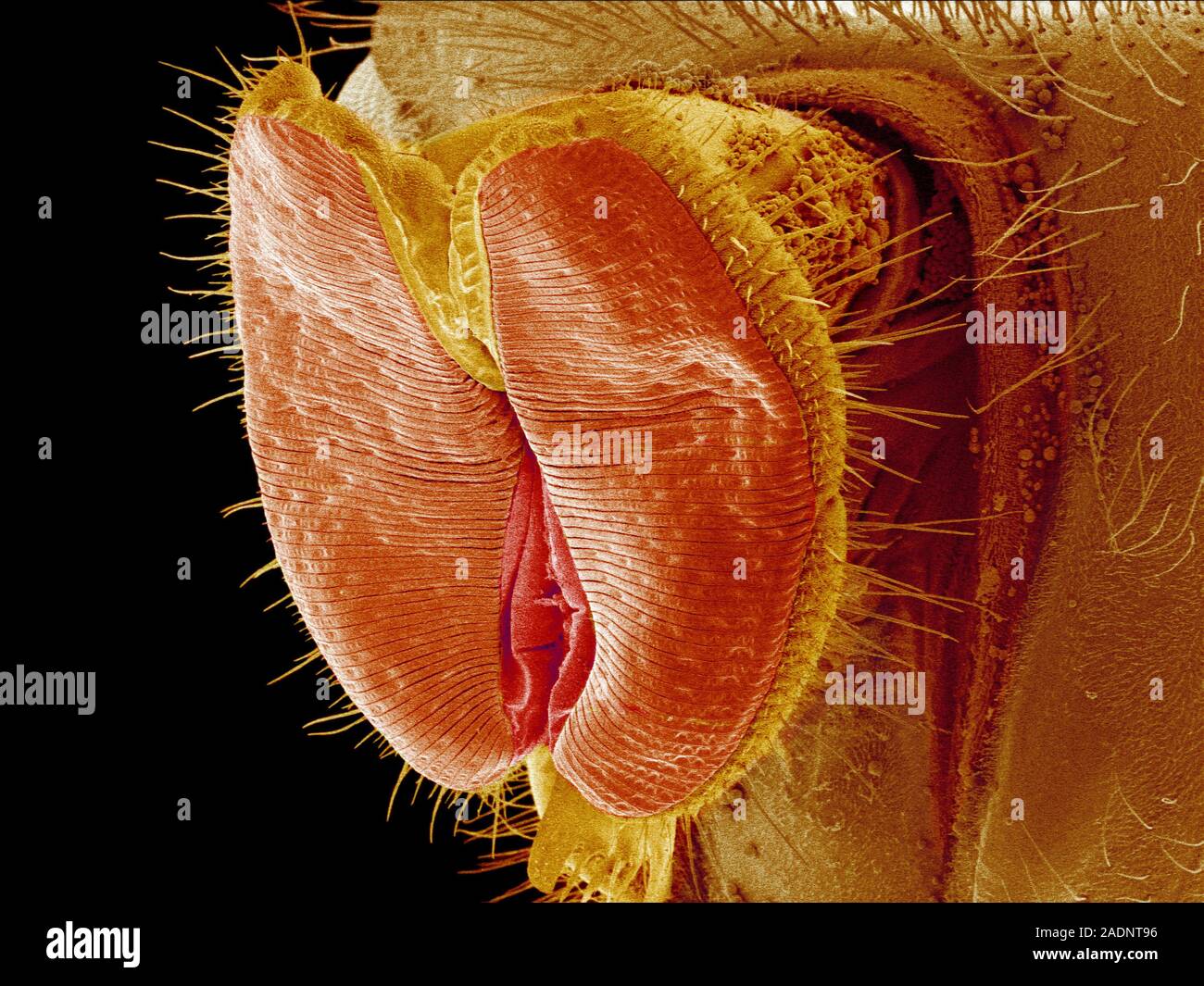 Fly Proboscus Fly proboscis. Coloured scanning electron micrograph (SEM) of the tip ...