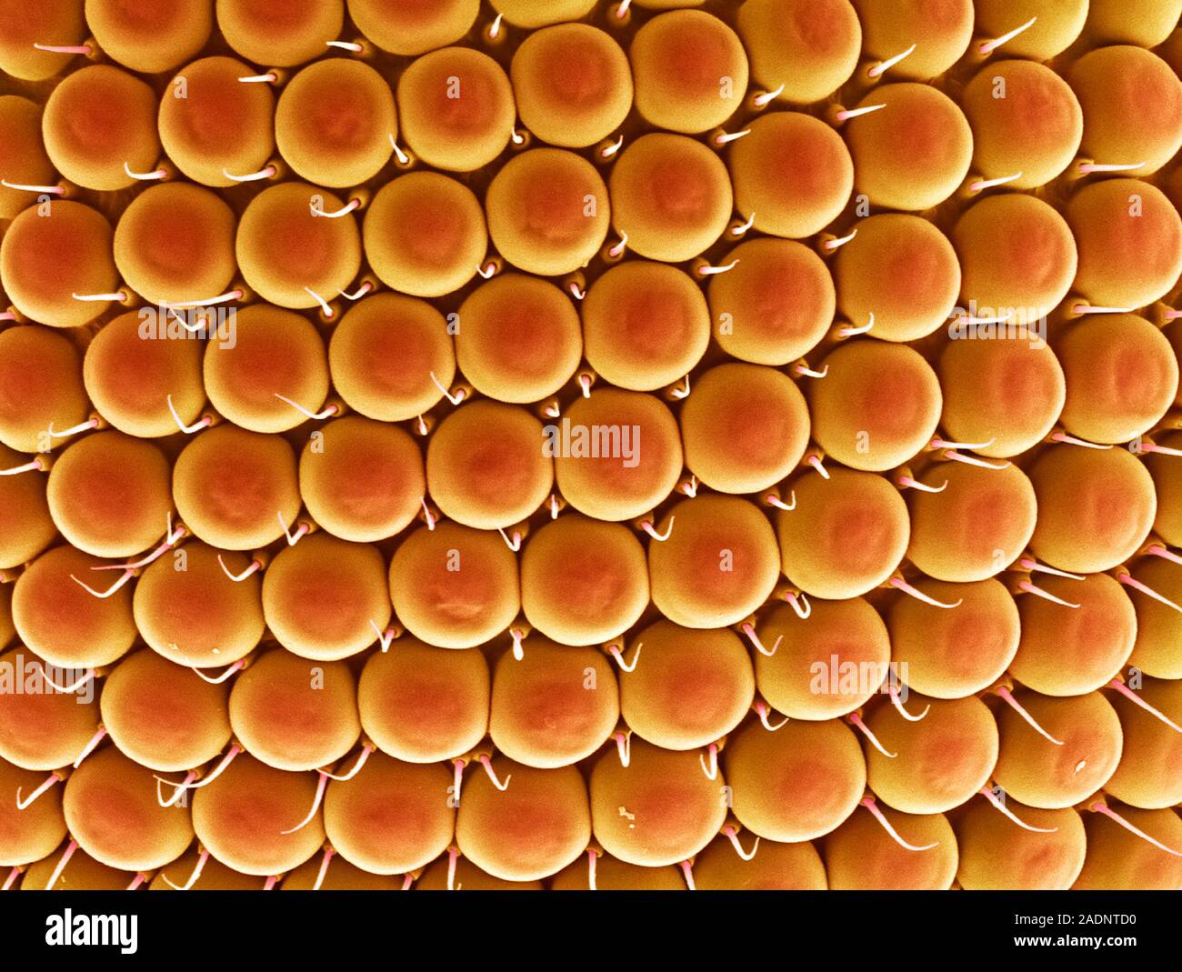 Compound eye. Coloured scanning electron micrograph (SEM) of the