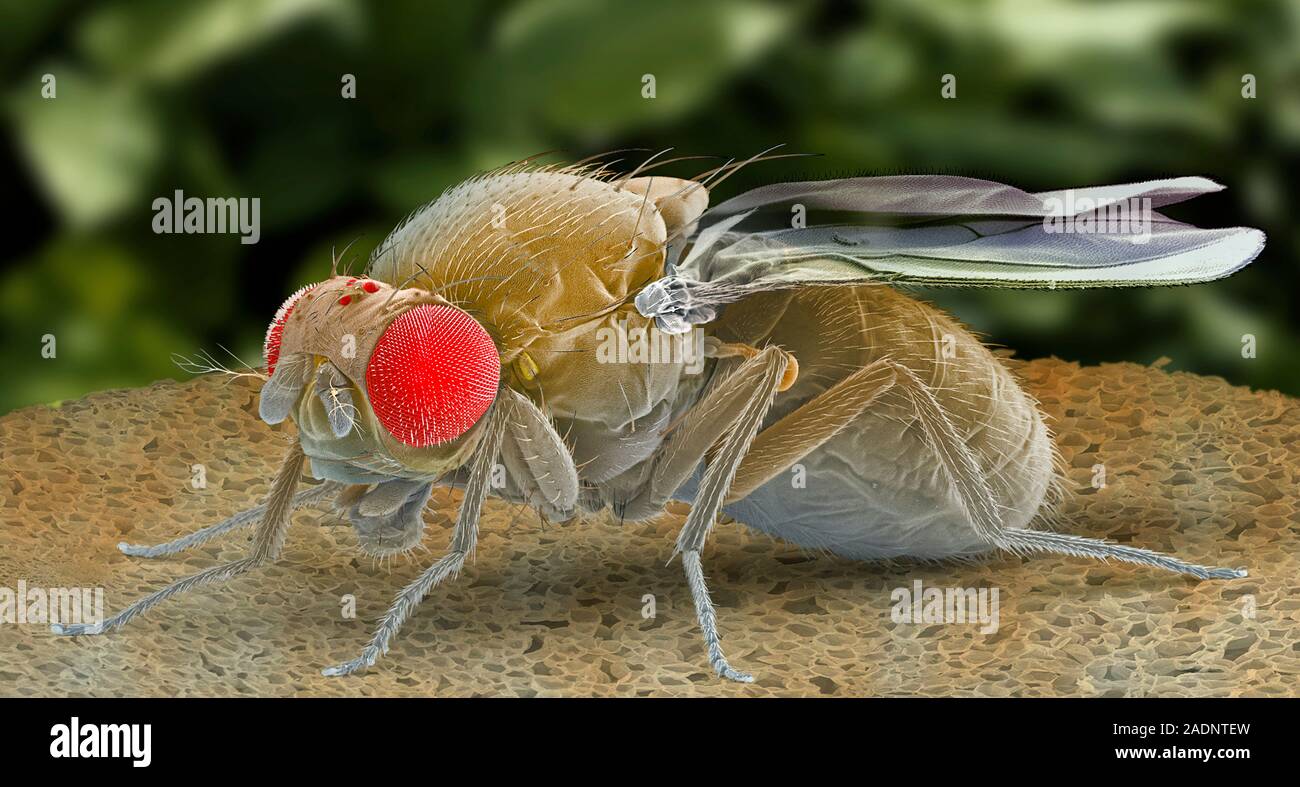 Fruit fly. Coloured scanning electron micrograph (SEM) of a fruit fly ...