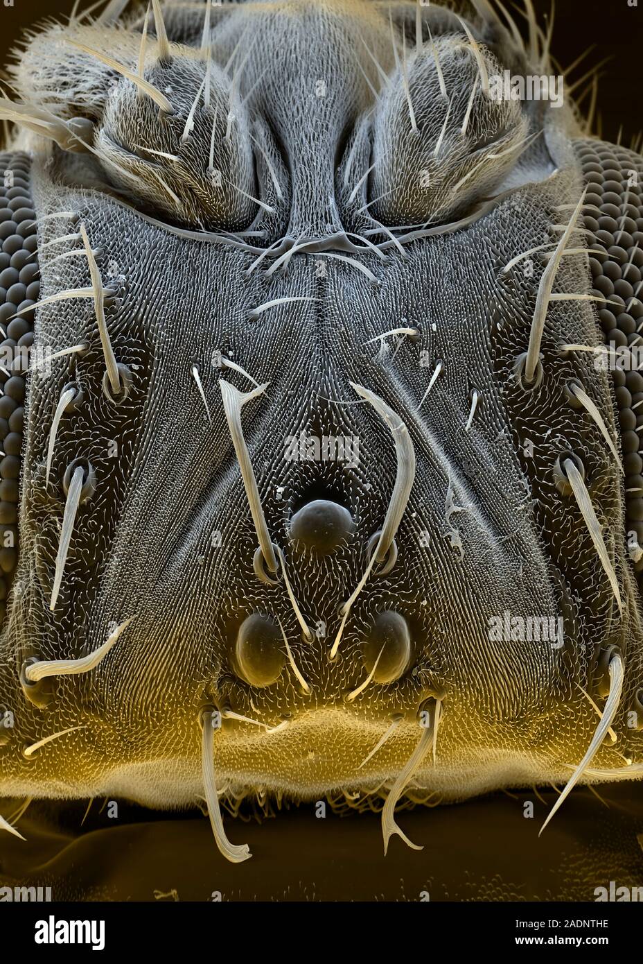 Fruit fly head. Coloured scanning electron micrograph (SEM) of the head ...