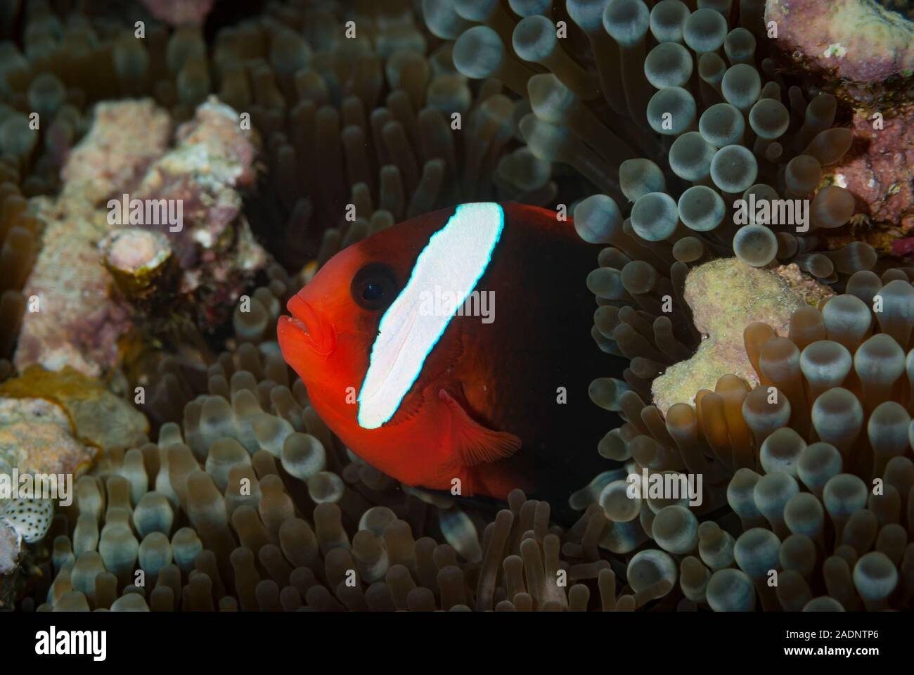 Continental shelf underwater hires stock photography and images Alamy