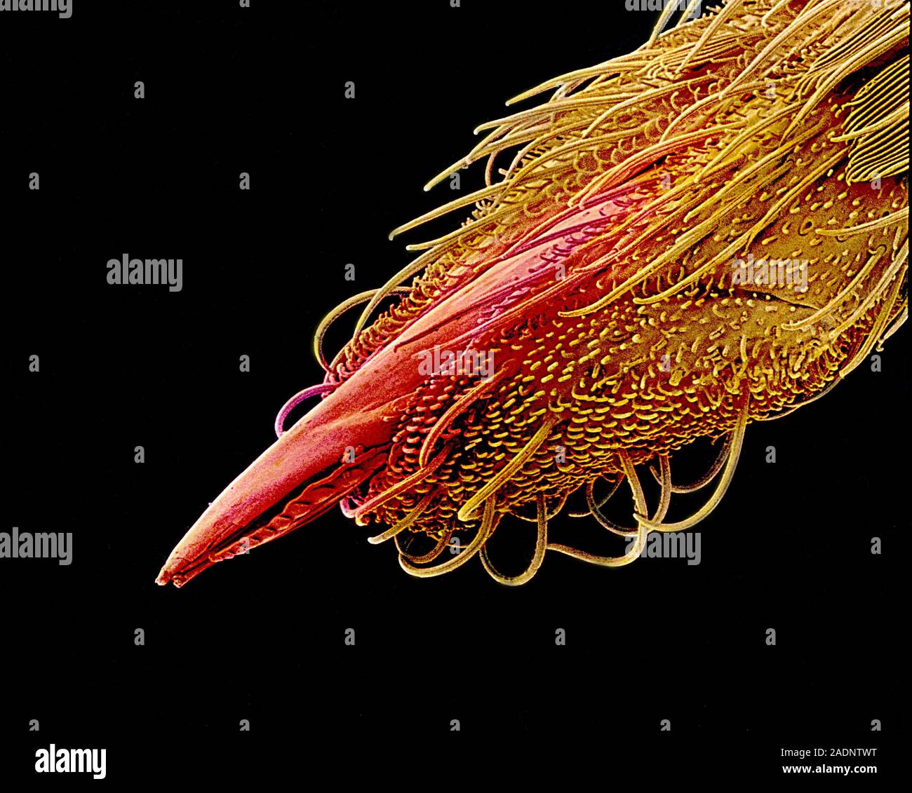 Mosquito proboscis. Coloured scanning electron micrograph (SEM) of the ...