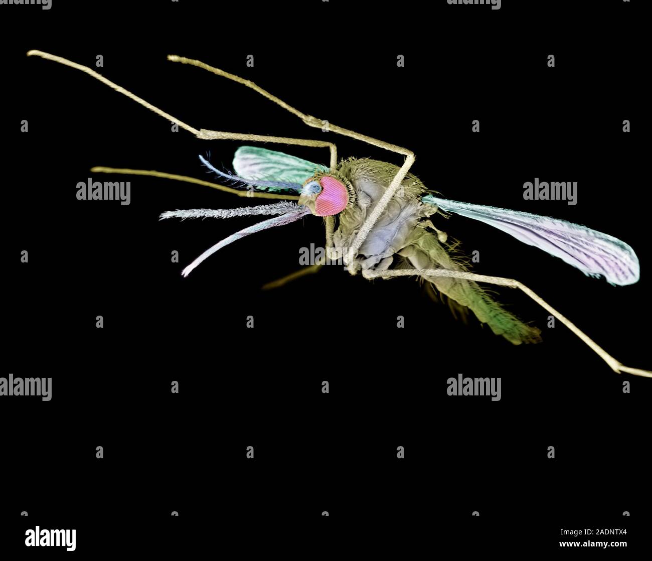 Anopheles Mosquito. Coloured Scanning Electron Micrograph (SEM) Of An ...