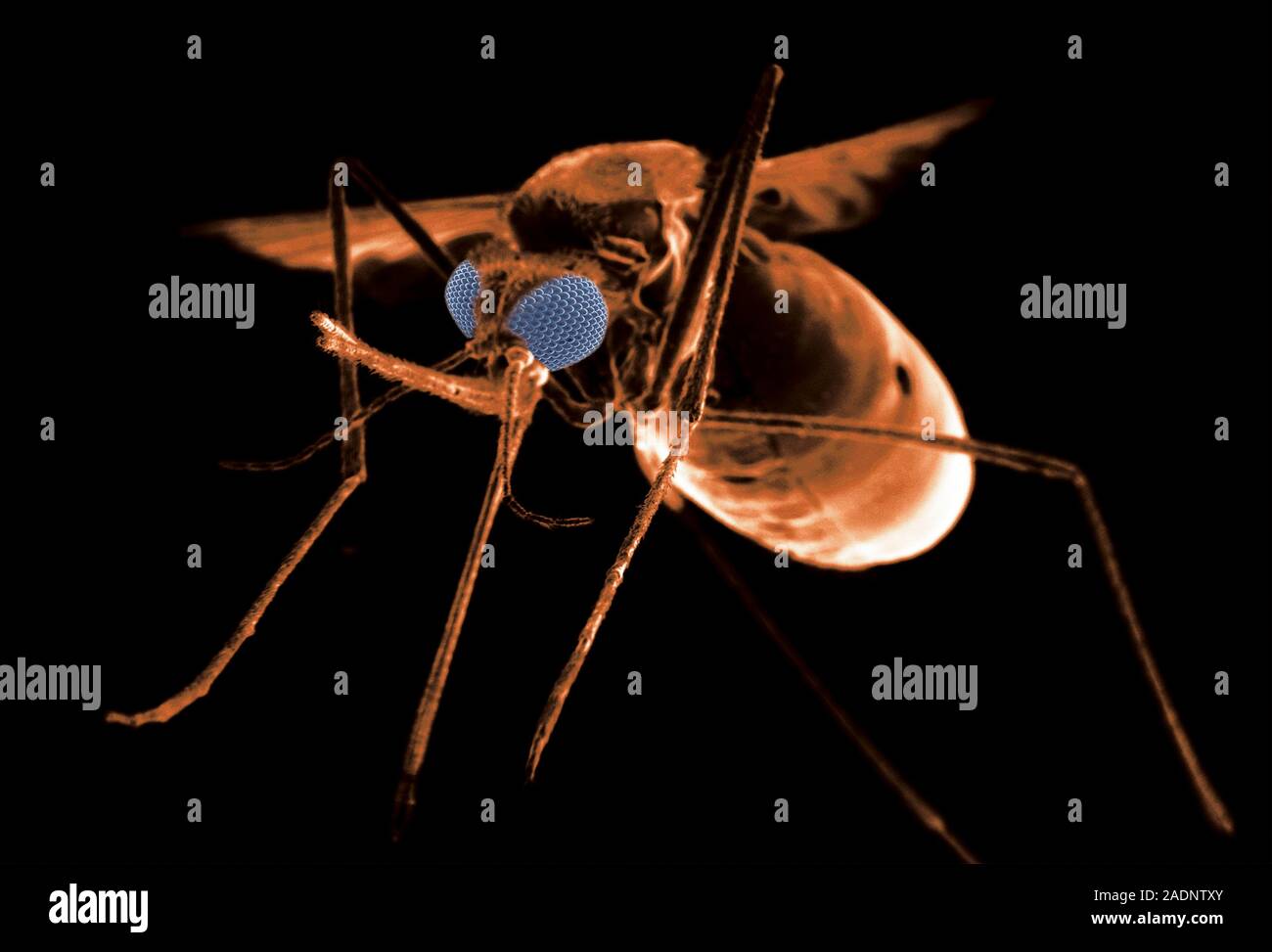 Mosquito Coloured Environmental Scanning Electron Micrograph ESEM Of mosquito-coloured-environmental-scanning-electron-micrograph-esem-of