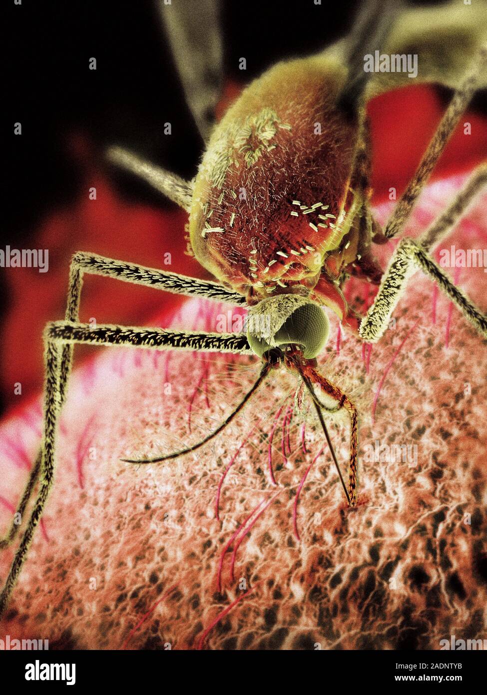 Mosquito sucking blood, computer artwork. The mosquito is using its