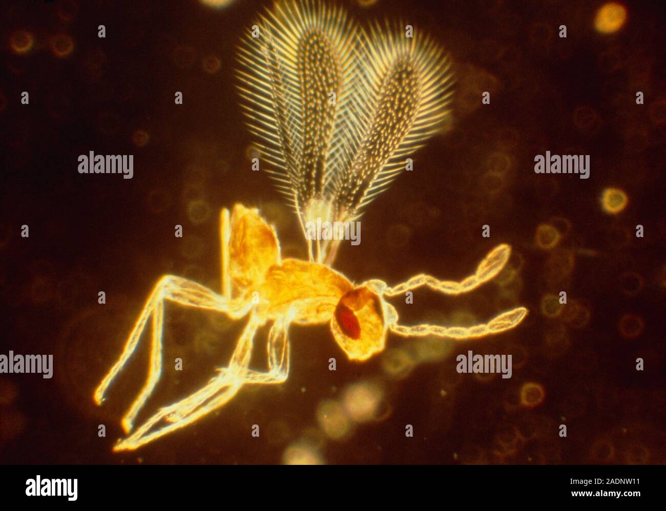 Photomicrograph of an unidentified fairy fly (family Mymaridae) (x20 ...