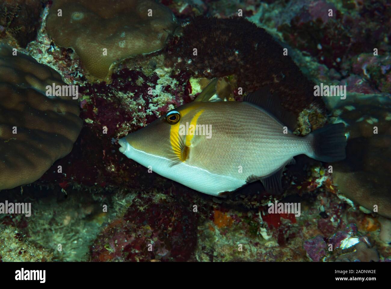 Scythe Triggerfish Sufflamen bursa Stock Photo