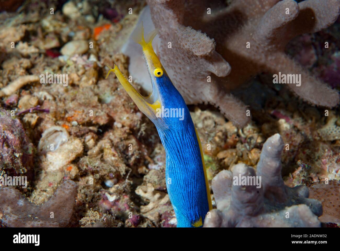 Blue Ribbon Eel Rhinomuraena quaesita Stock Photo