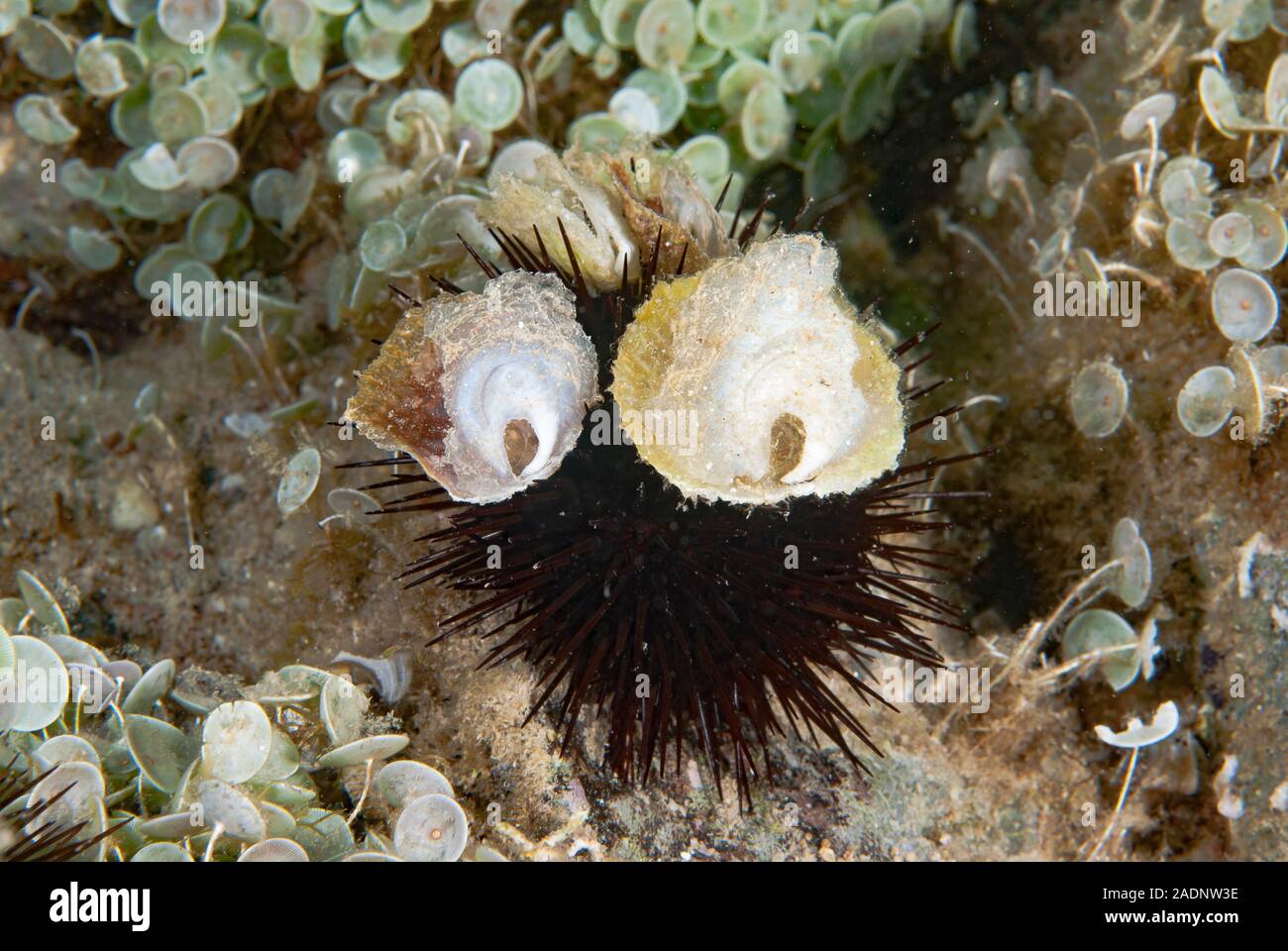 Black Sea Urchin Arbacia lixula Stock Photo