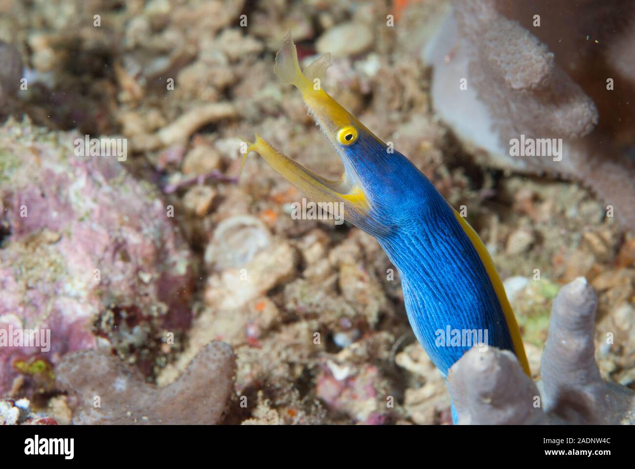 Blue Ribbon Eel Rhinomuraena quaesita Stock Photo