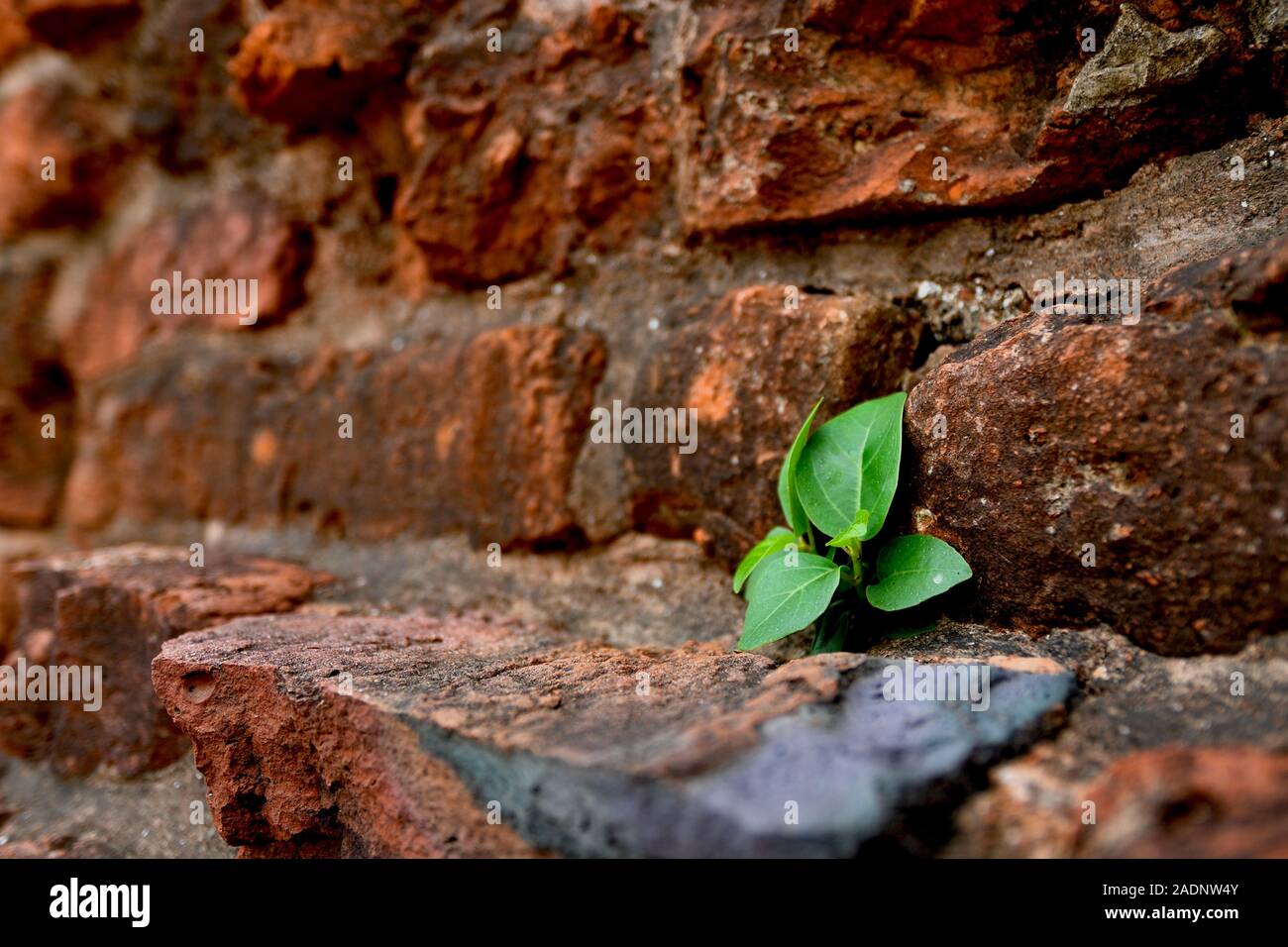 A small plant blossoms from the wall of red bricks. Stock Photo