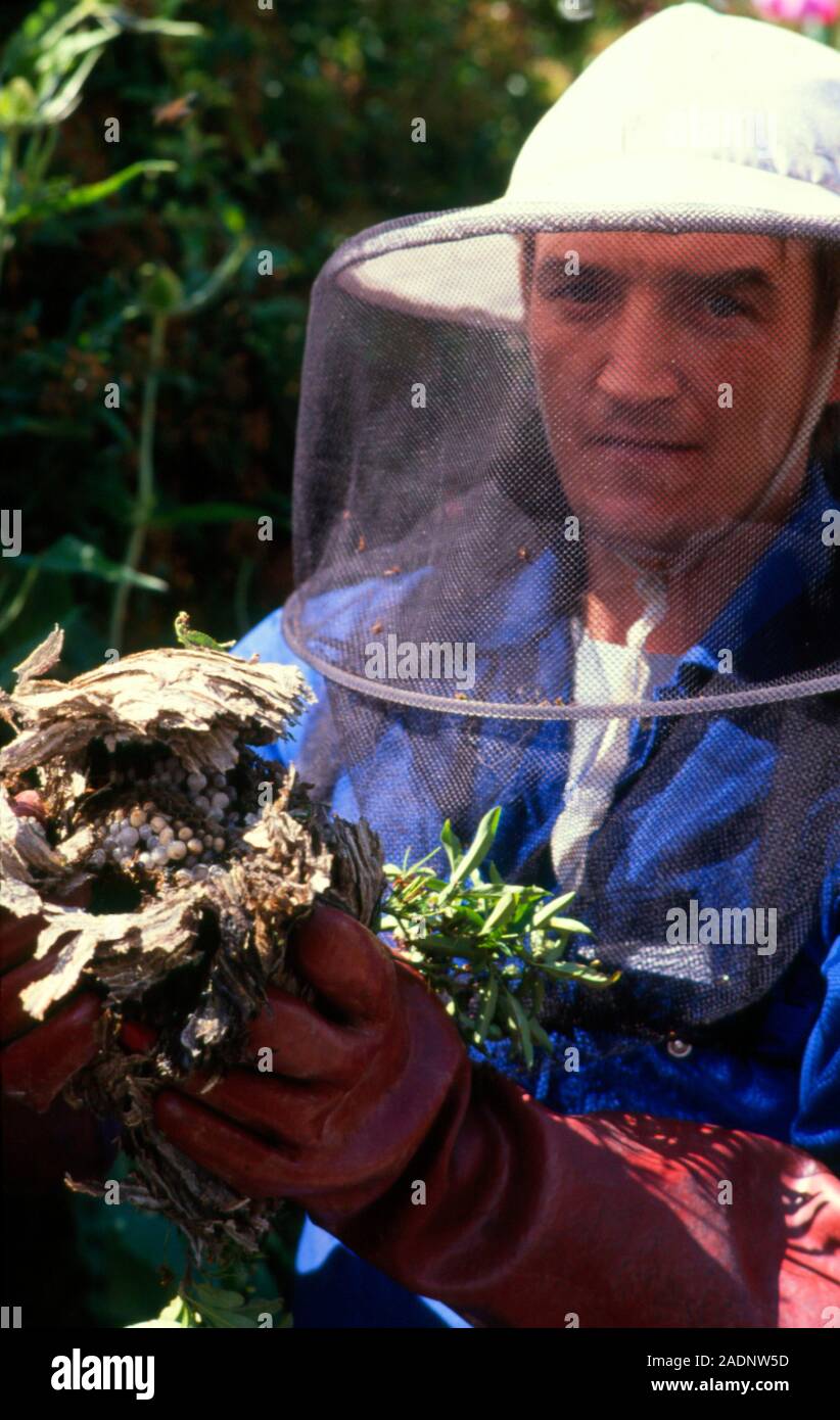 Environmental heath worker in full protective clothing removing a wasps