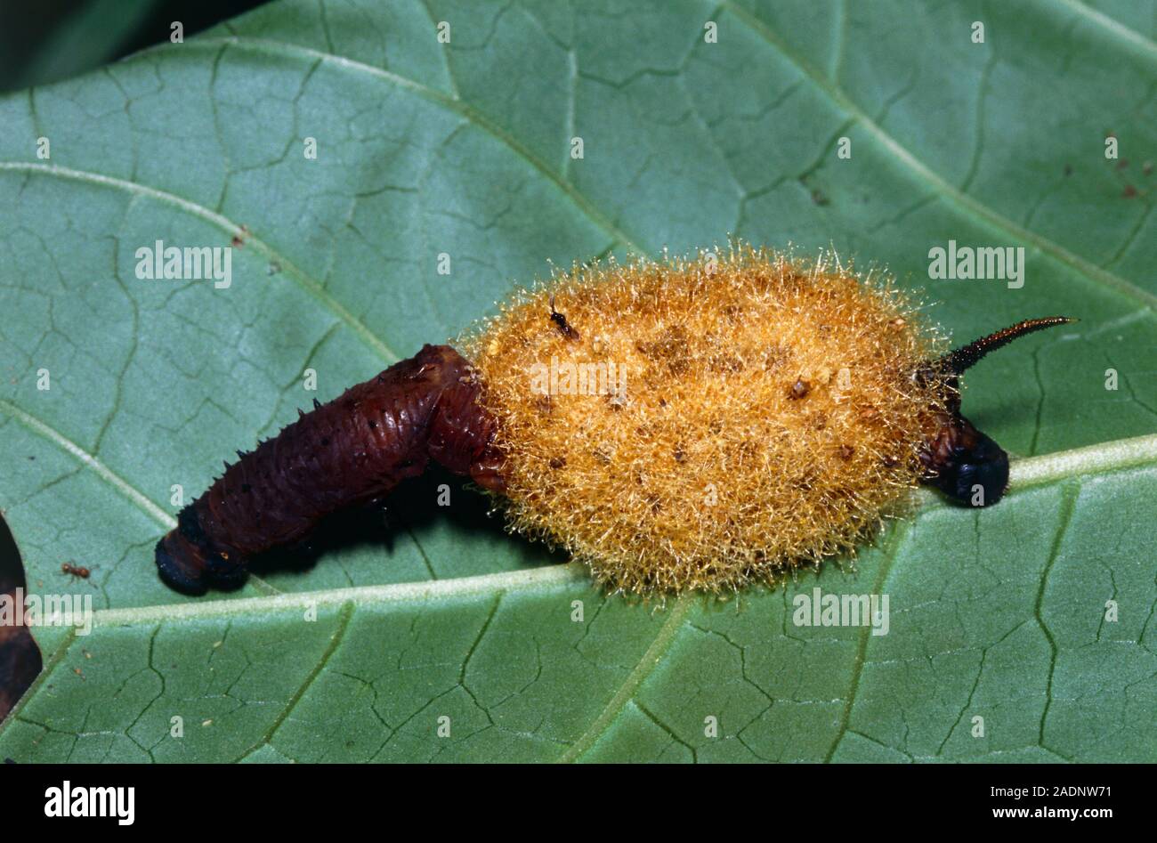 Parasitic wasp. A caterpillar parasitised by ichneumon wasp larvae ...