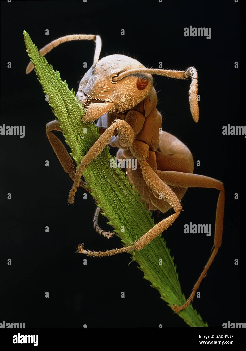 Photo inspiration: Black Ant Coloured Scanning Electron Micrograph Sem Of A Black Photo Inspiration