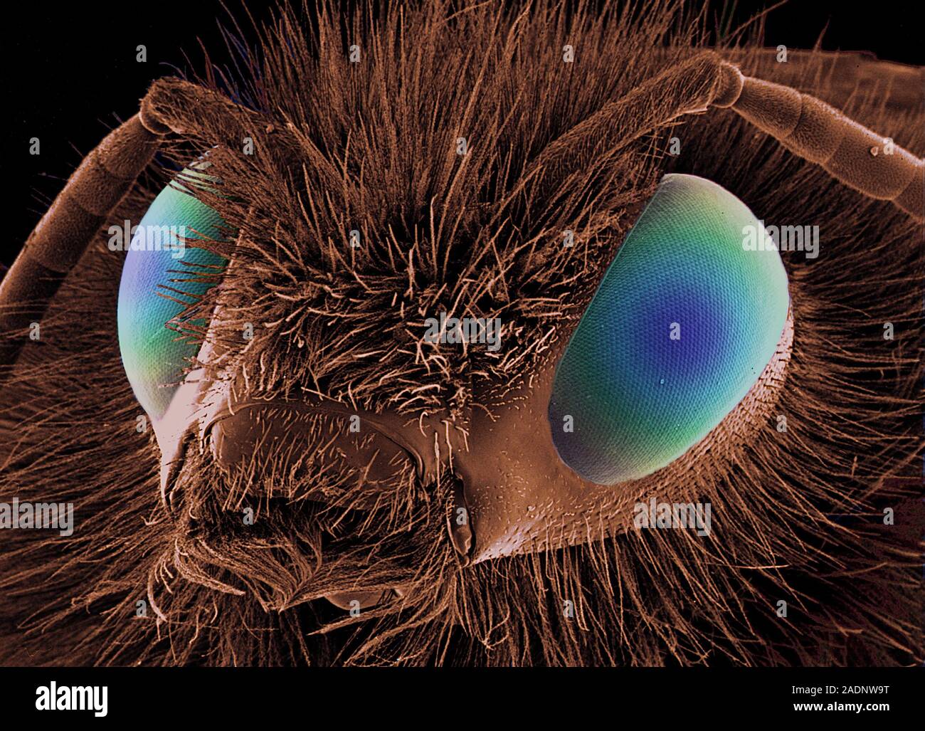 Bee's head. Coloured scanning electron micrograph (SEM) of the head of ...