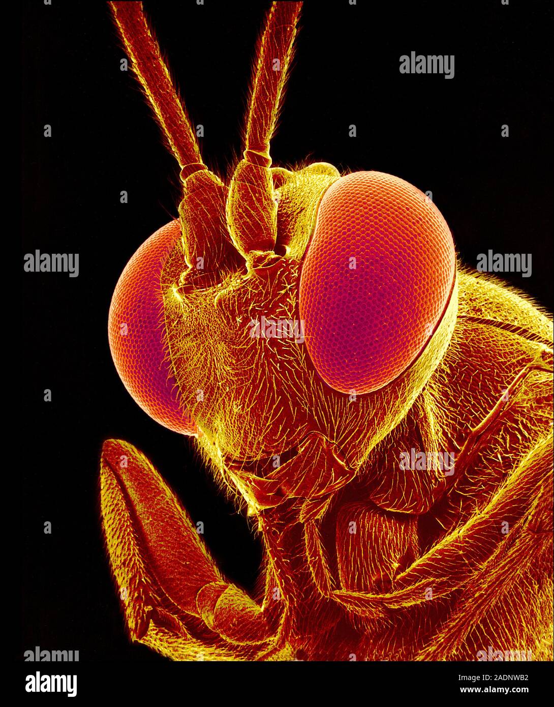 Bee. Coloured scanning electron micrograph (SEM) of the head of an ...