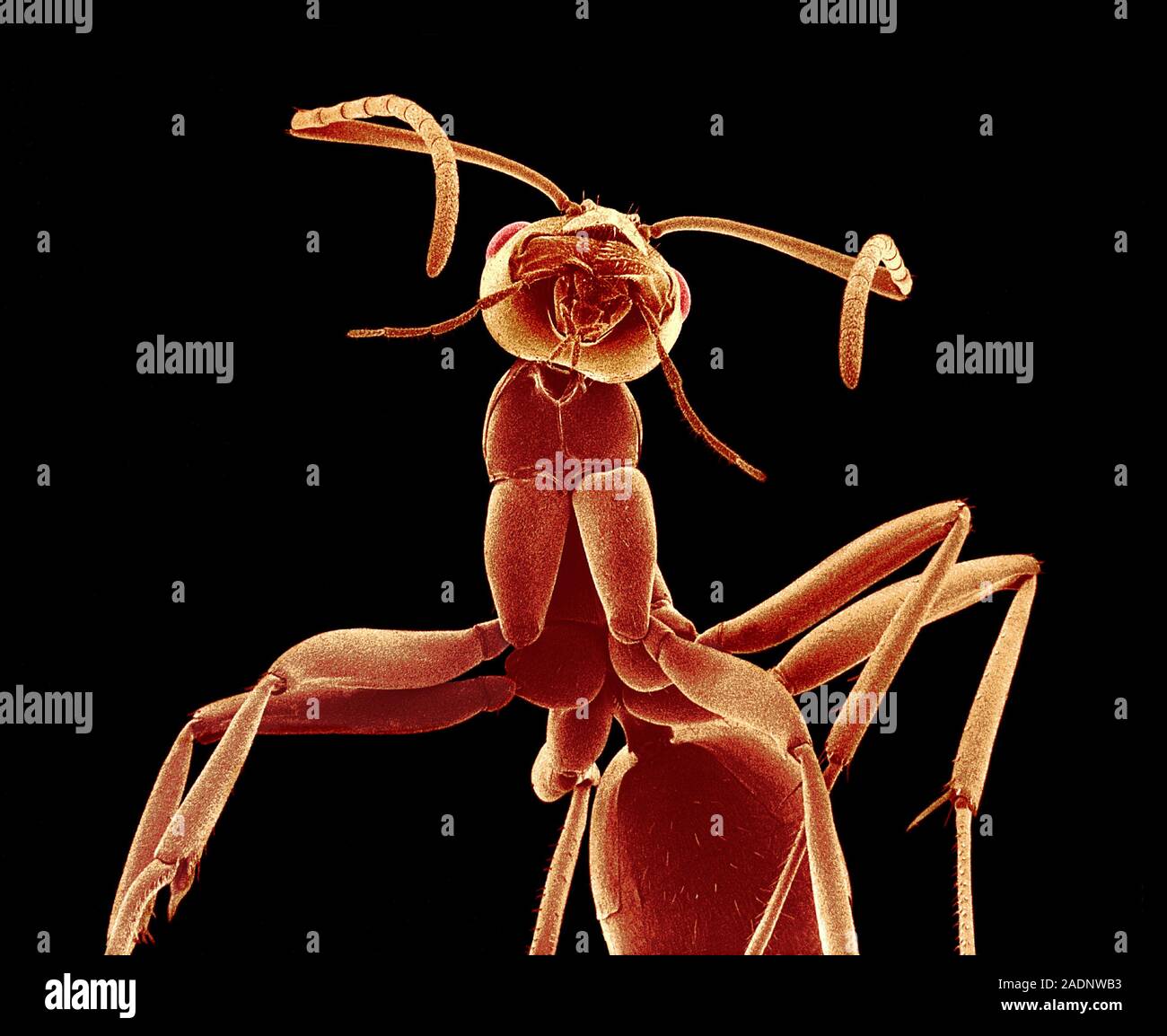 Ant. Coloured scanning electron micrograph (SEM) of an unidentified ant ...