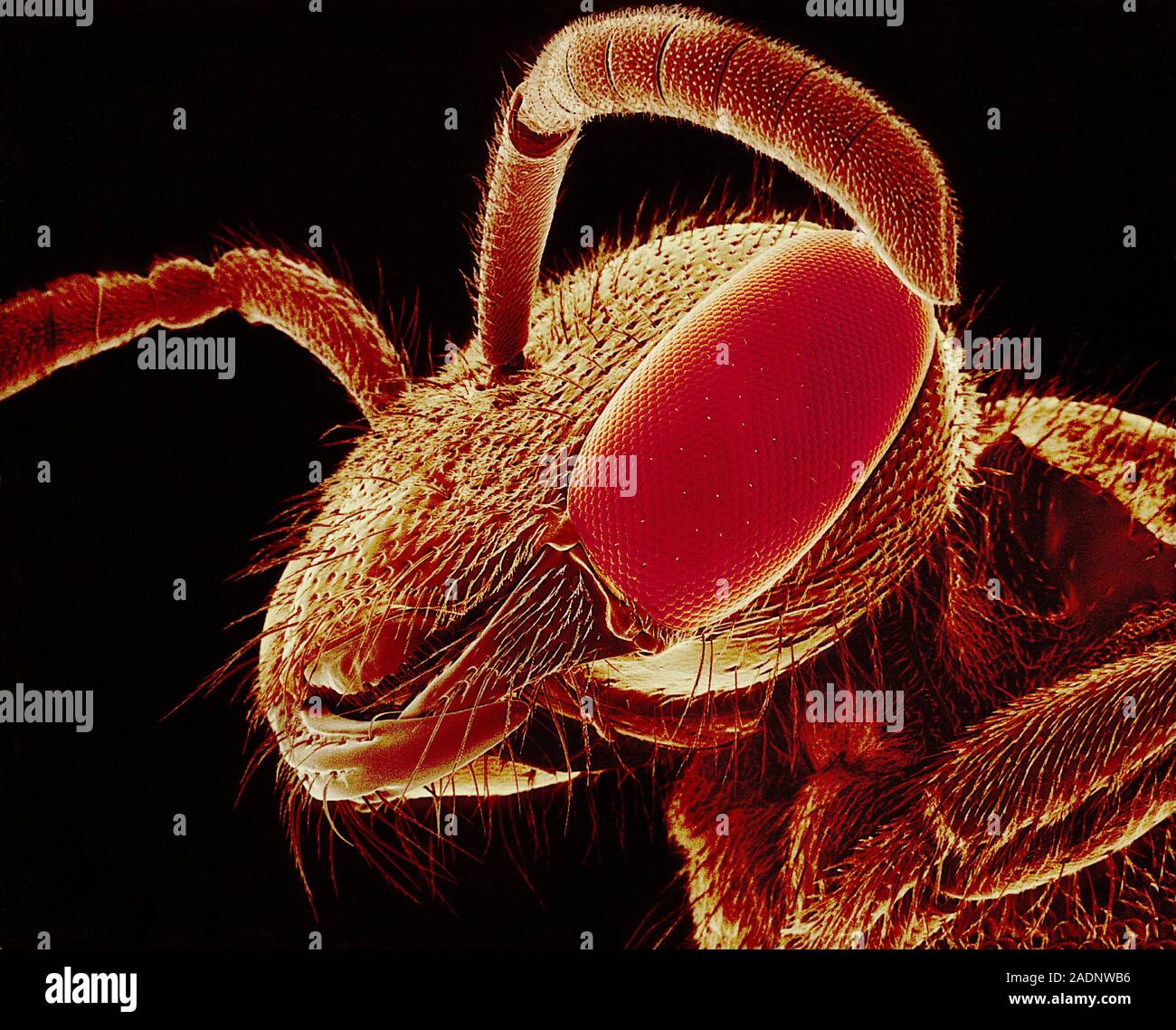 Bee. Coloured scanning electron micrograph (SEM) of the head of an ...