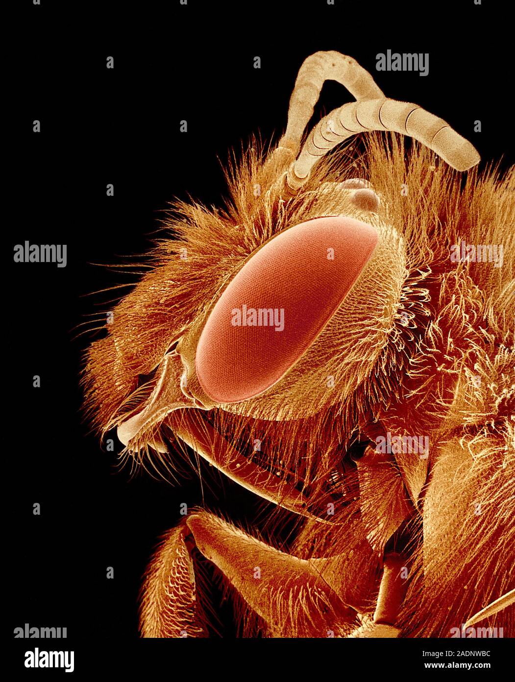 Bee head. Coloured scanning electron micrograph (SEM) of the head of an ...