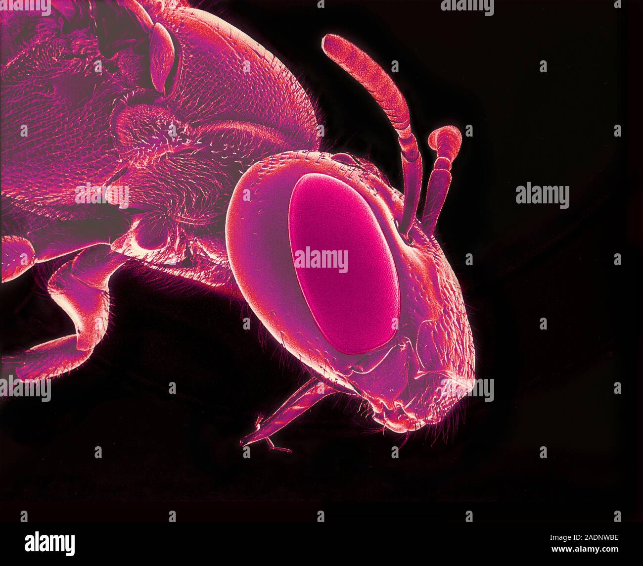 Bee. Coloured scanning electron micrograph (SEM) of the head of an ...